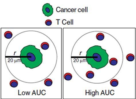 图14 按肿瘤与 CD8 临近程度区分患者（Low / High AUC）